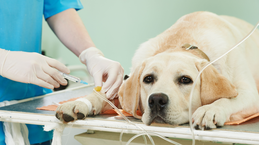 Town And Country Animal Hospital Bobby M Christie Dvm Ms - Mobile , United States