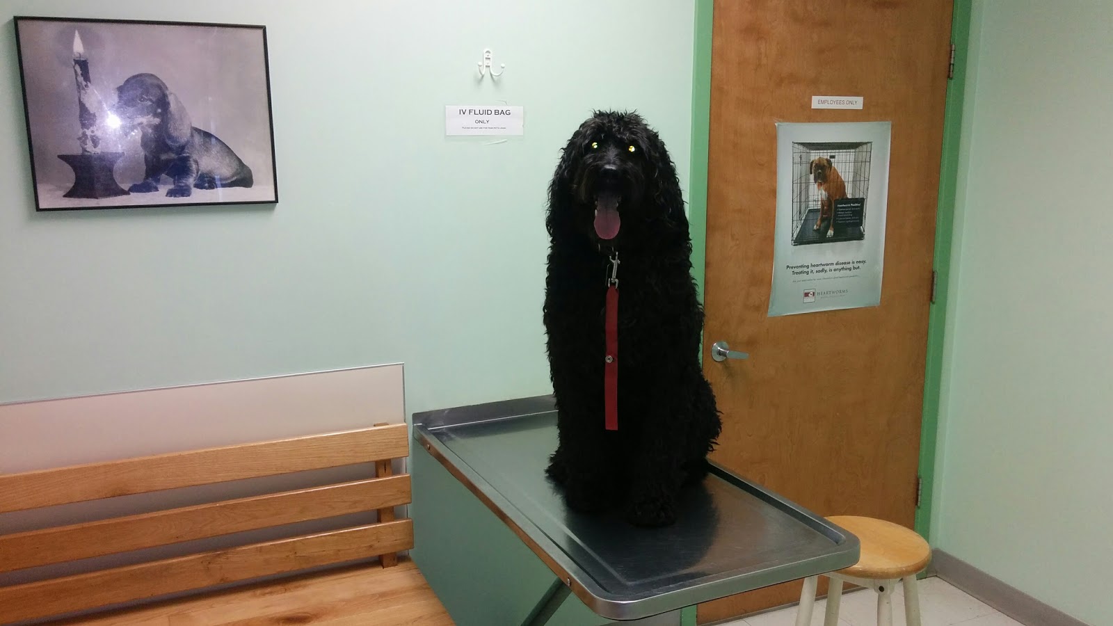 My Pets Veterinary Urgent Care And Wellness - Kirkland , United States