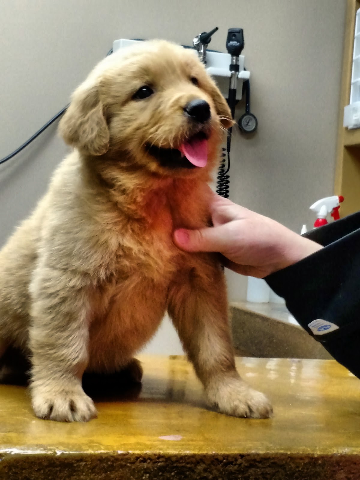 Carthage Animal Hospital - Carthage , United States