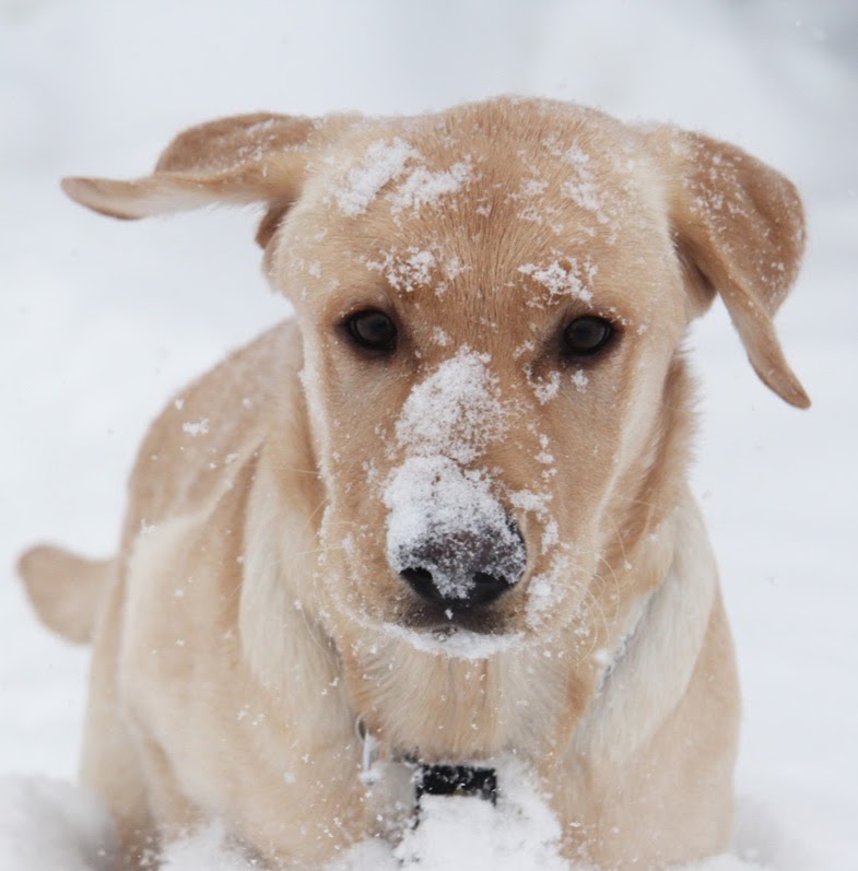 Coast Meridian Animal Hospital Ltd - Port Coquitlam , Canada