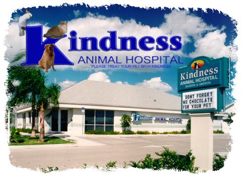 Kindness Animal Hospital West A Thrive Pet Healthcare Partner - Cape Coral , United States