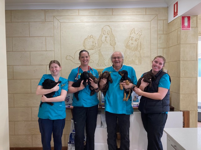 Gwelup Veterinary Hospital - Gwelup , Australia