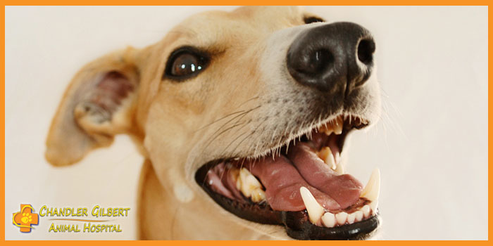 Chandler Gilbert Animal Hospital - Chandler , United States