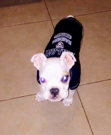 Mission Animal Hospital - Palmdale , United States