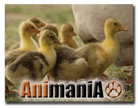 Animania Veterinary Hospital - Sandton , South Africa