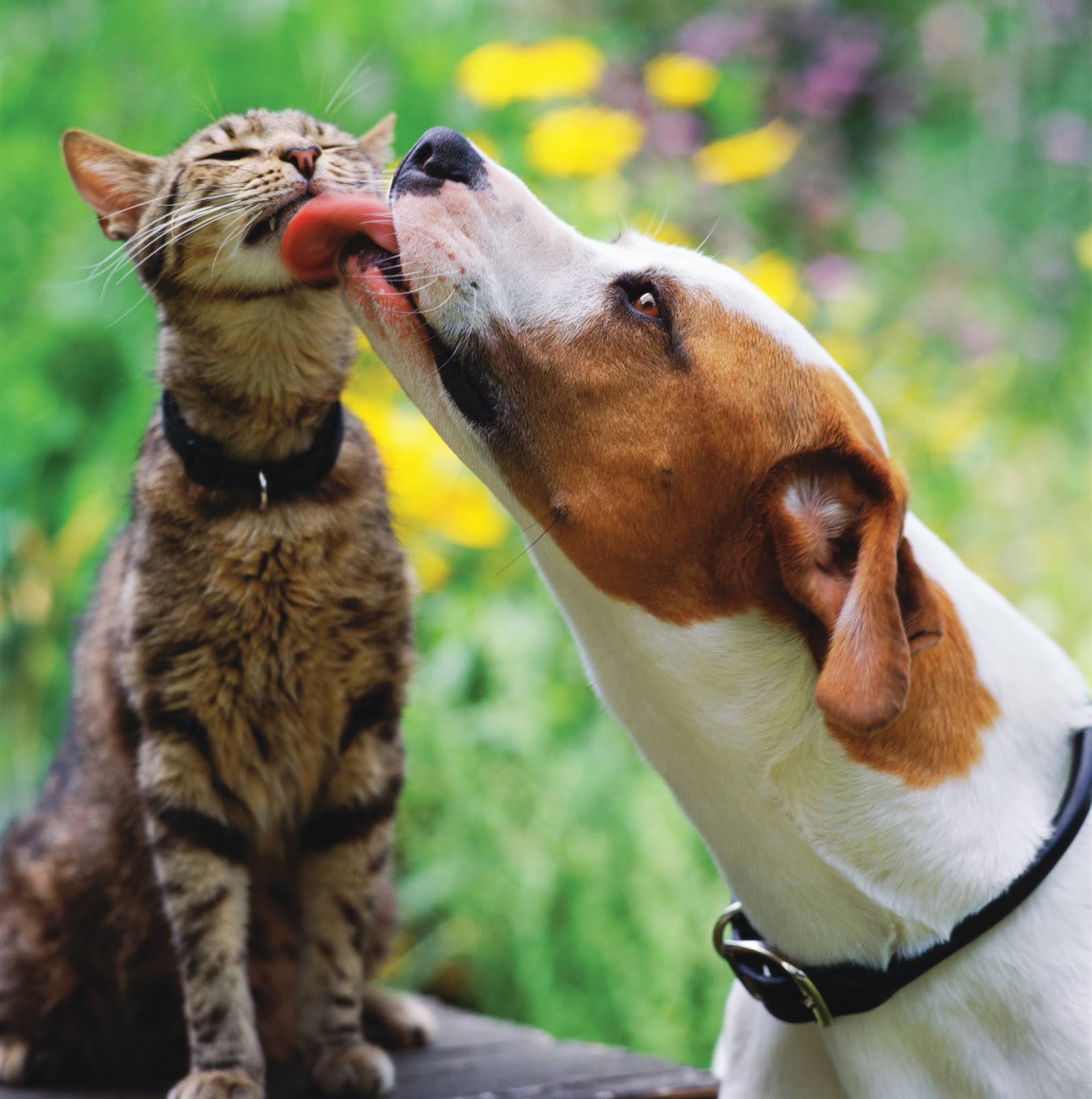 Vca Blum Animal Hospital - Chicago , United States