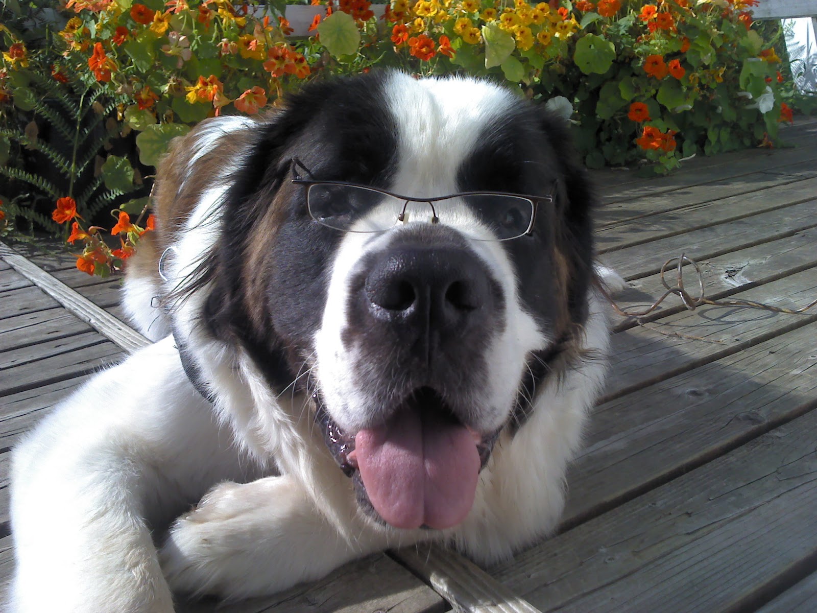 All Creatures Animal Hospital - Bremerton , United States