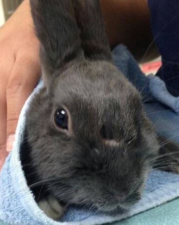 Capri Plaza Pet Clinic - Tarzana , United States