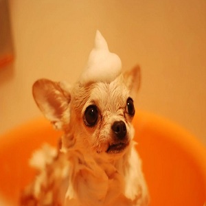 Pawsitive Images - Newton , United States