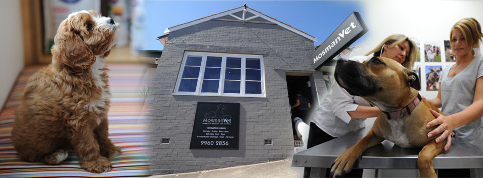 Mosman Veterinary Hospital - Mosman , Australia