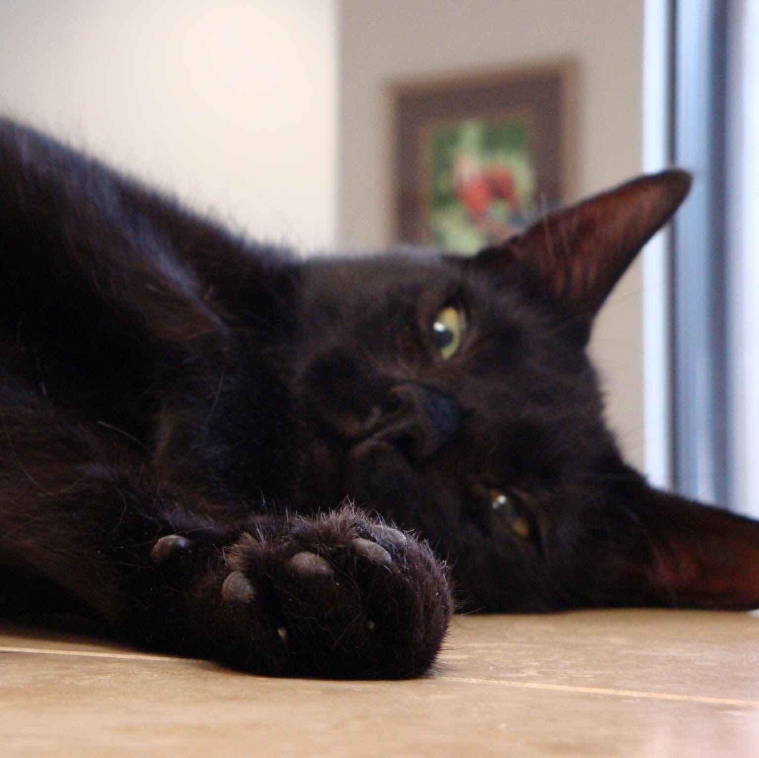 Bee Cave Veterinary Clinic - Austin , United States