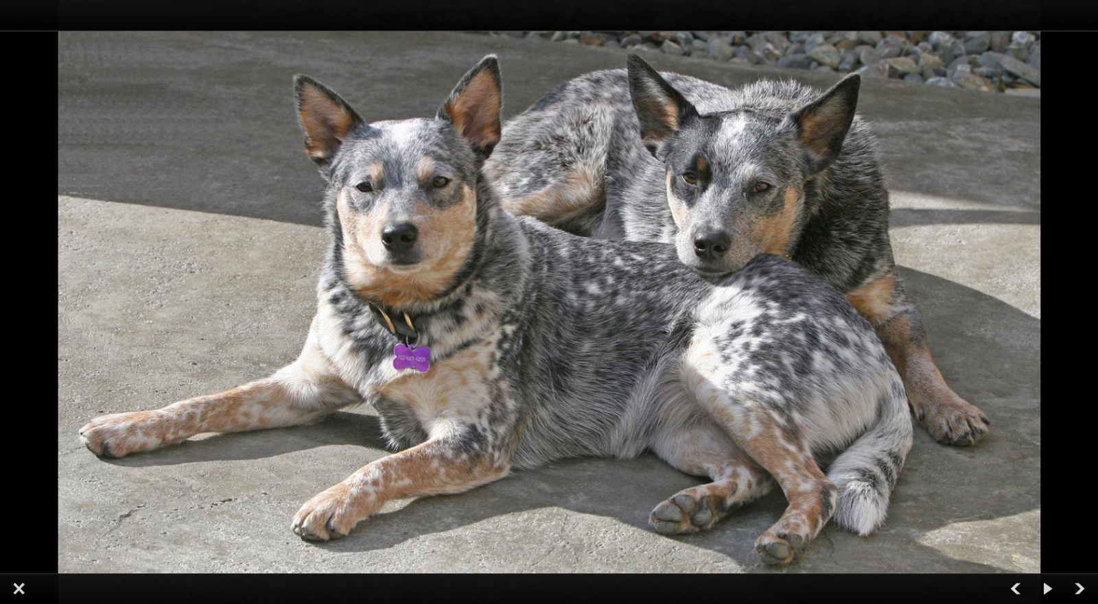 Vacaville Animal Care Center - Vacaville , United States