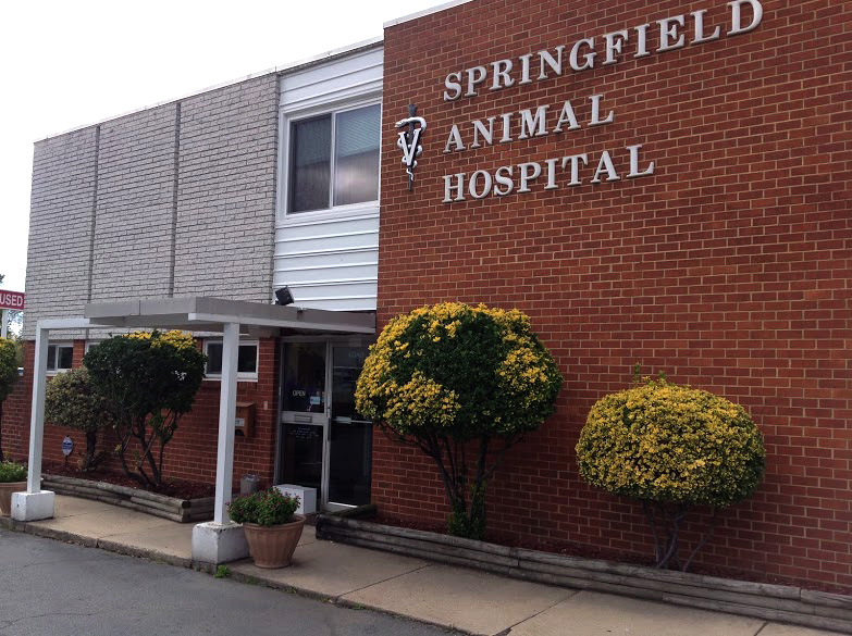 Springfield Animal Hospital - Springfield , United States