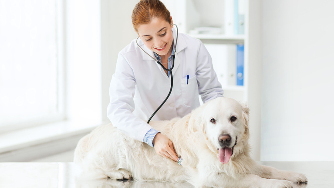 Patt Veterinary Hospital - Gilbertsville , United States