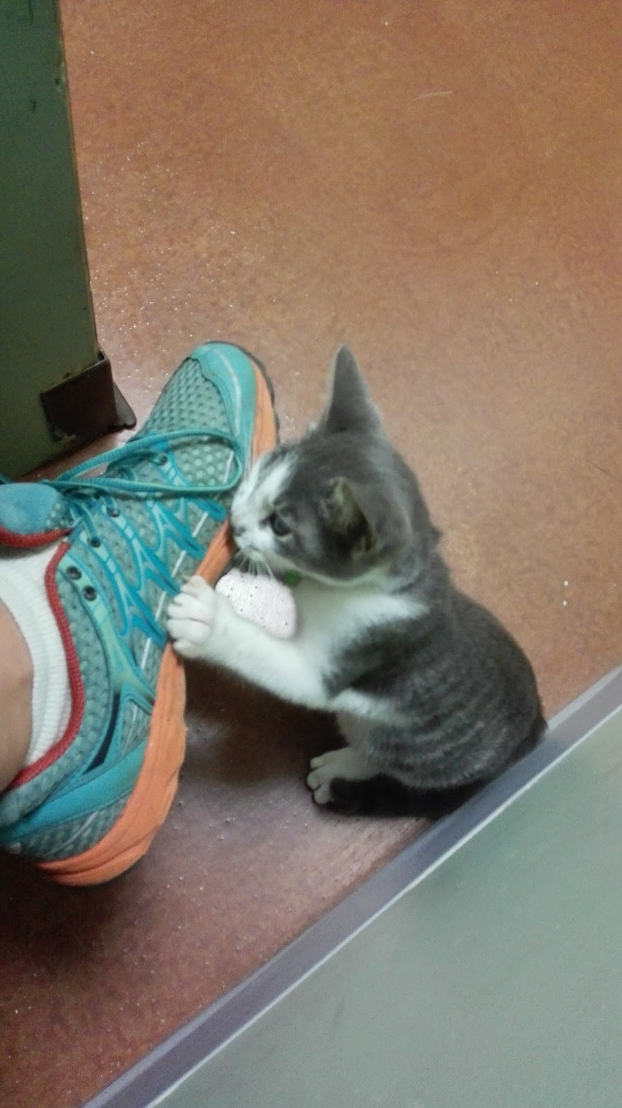 Pine Street Animal Clinic - Cabot , United States