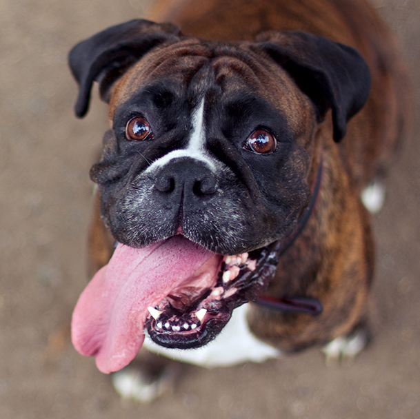 Carolina Beach Animal Hospital - Carolina Beach , United States