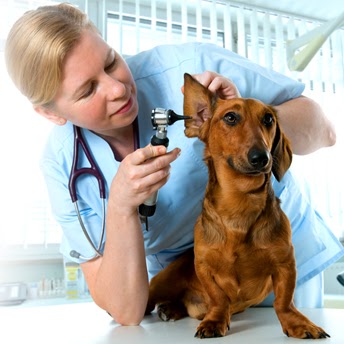 Carolina Veterinary Specialists Huntersville - Huntersville , United States