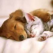 North Knox Veterinary Clinic - Knoxville , United States