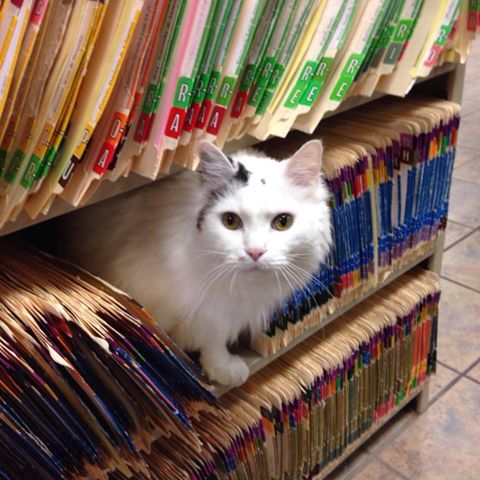 North Shelby County Animal Hospital - Pelham , United States