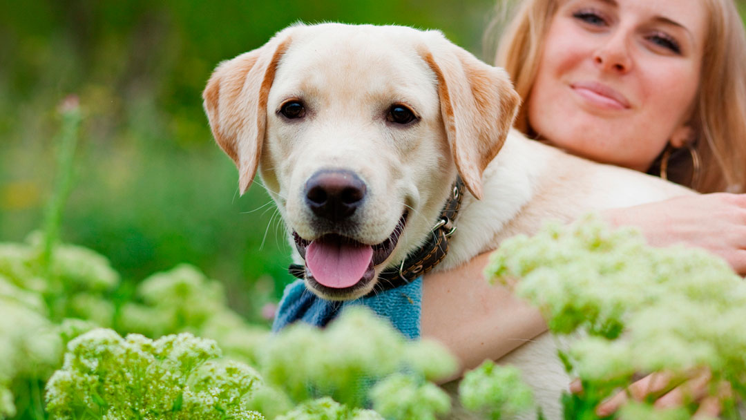 Indian Creek Veterinary Hospital - Reynoldsburg , United States