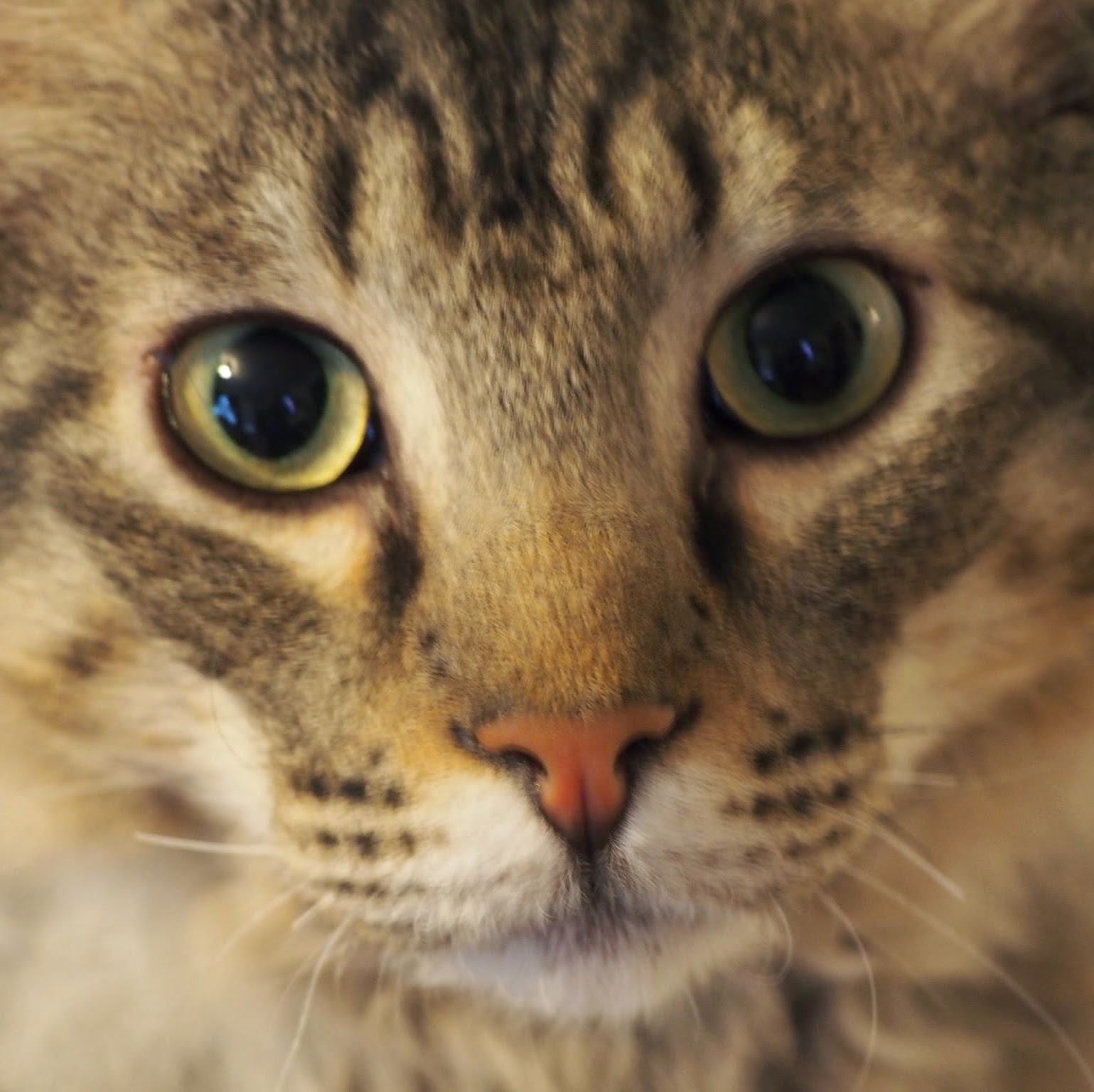 Dickson Animal Clinic - Gastonia , United States