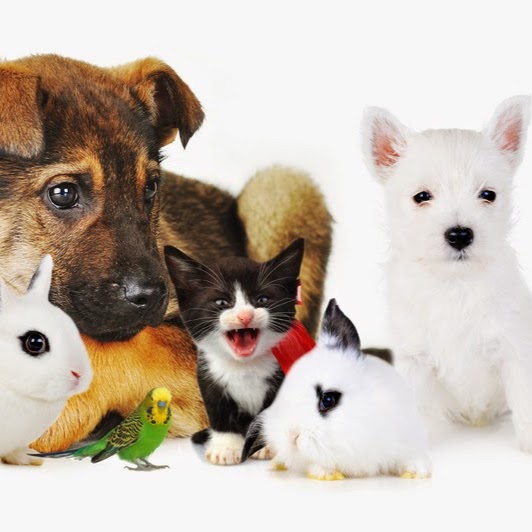 Jonora Animal Hospital Moved To Kurrajong Animal Hospital - North Richmond , Australia