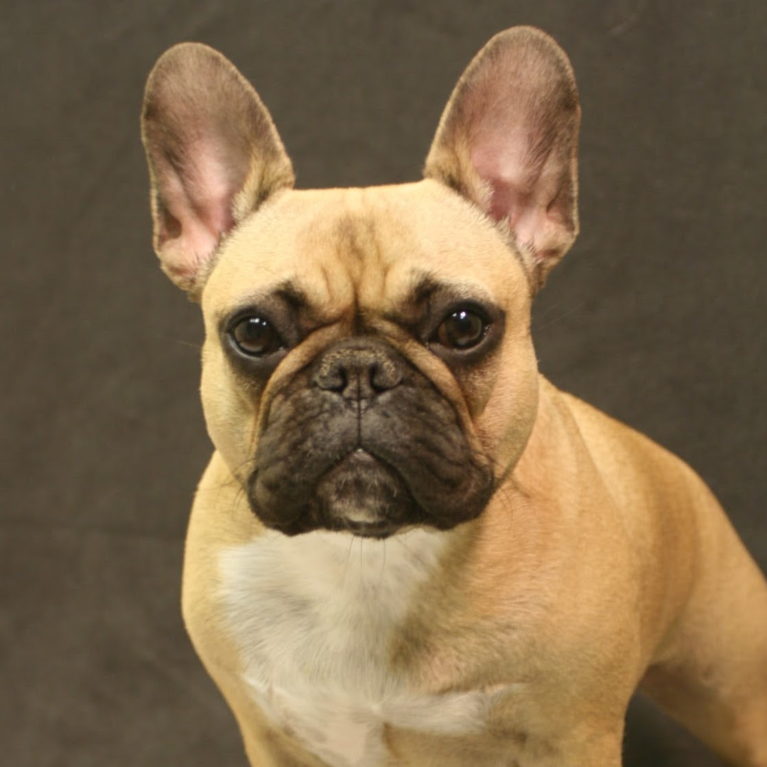 Preston Royal Animal Clinic - Dallas , United States