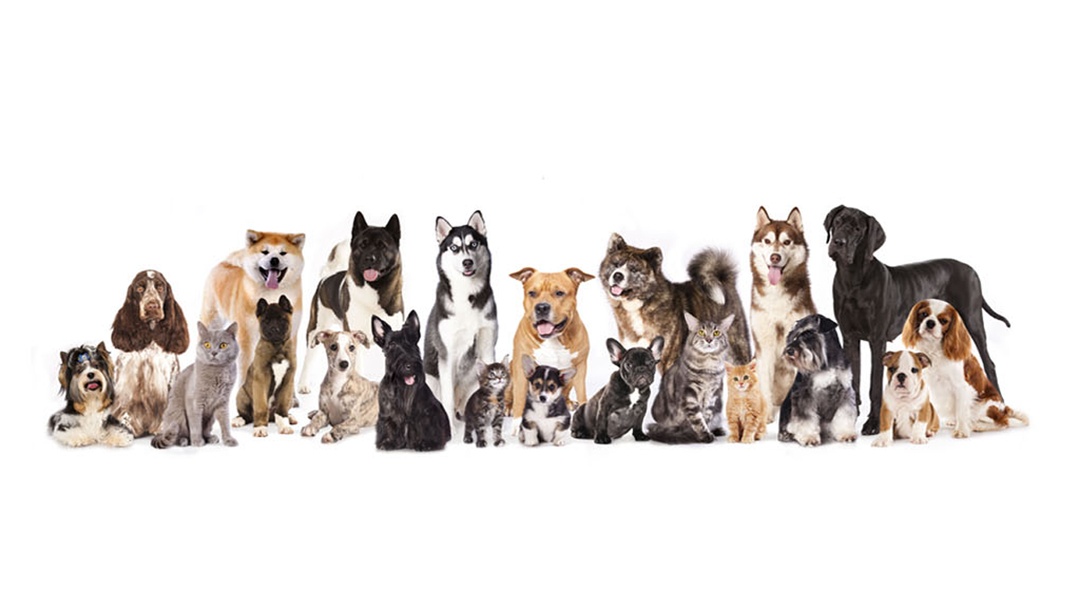 Ace Animal Clinic - Westland , United States