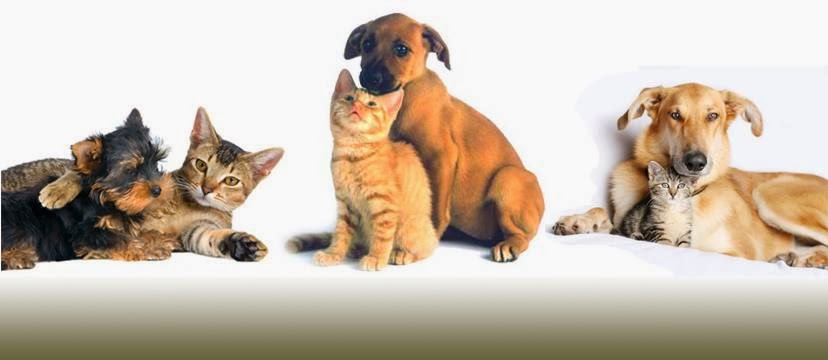 Napa Valley Animal Hospital - Woodbridge , Canada