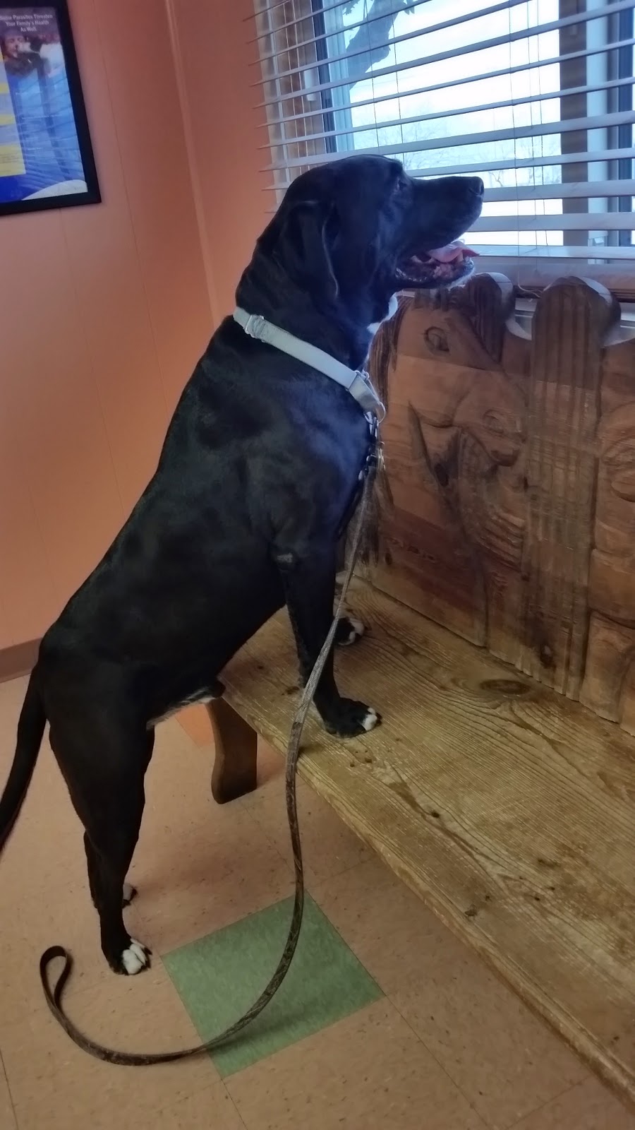 Madera Veterinary Hospital - Tucson , United States