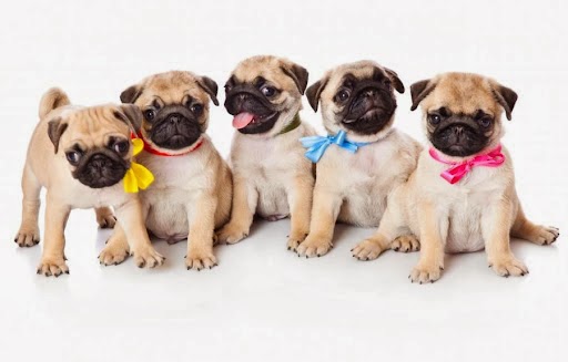 St Clair Veterinary Care - Blyth , United Kingdom