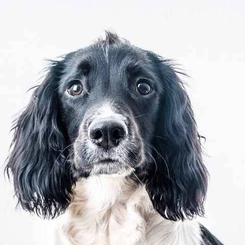 Rouken Glen Veterinary Surgery - Glasgow , United Kingdom