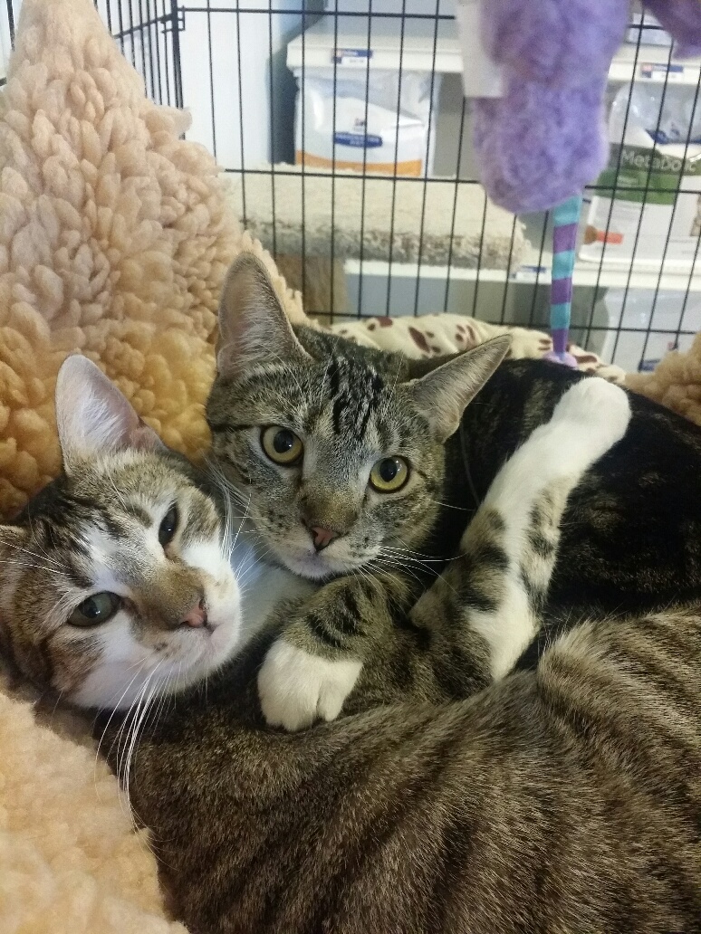 Cat Hospital Of Petaluma - Petaluma , United States