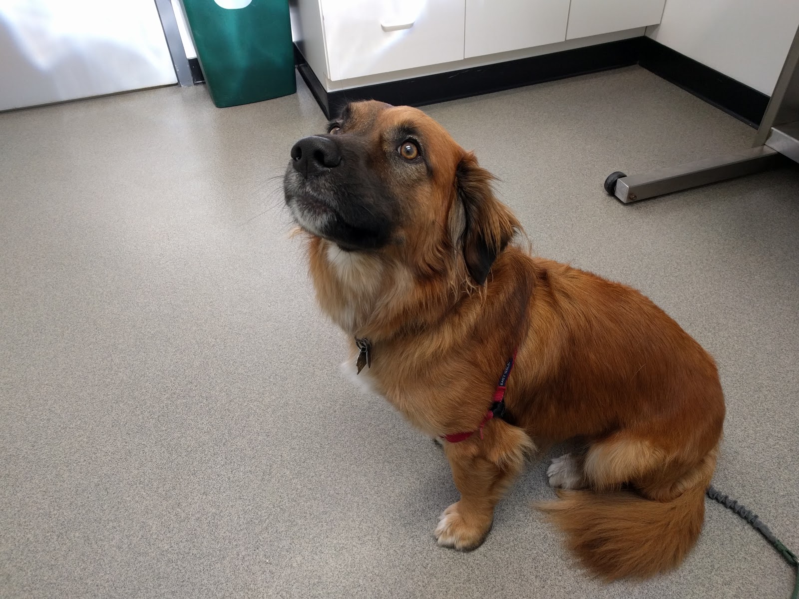 Porter Square Veterinarian - Somerville , United States