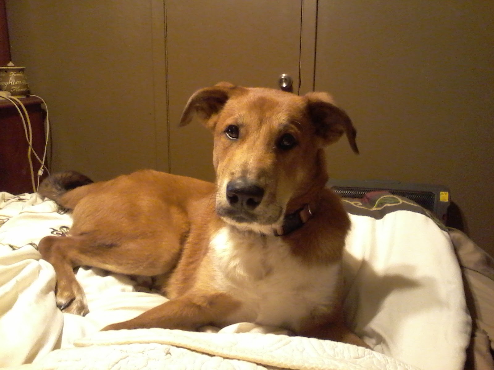 Southeast Texas Animal Emergency Clinic - Beaumont , United States