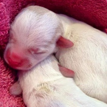 Bell Animal Hospital - Belleville , Canada