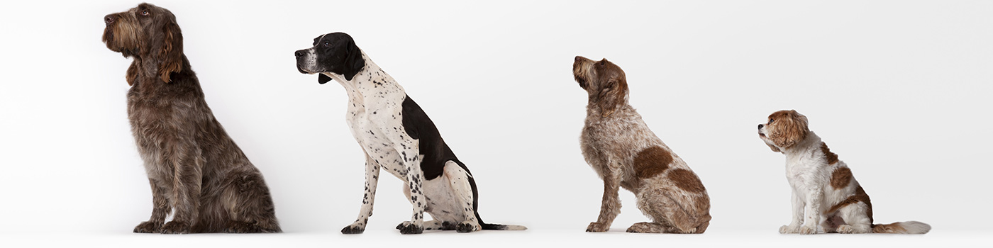 Paw Prints Animal Hospital - Berryton , United States