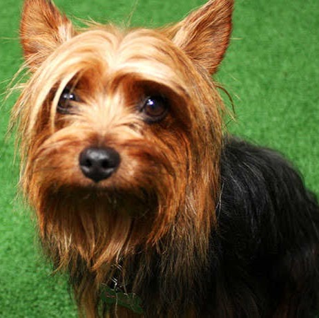 Beaverdale Veterinary Clinic / Riordan Pet Hospital - Des Moines , United States