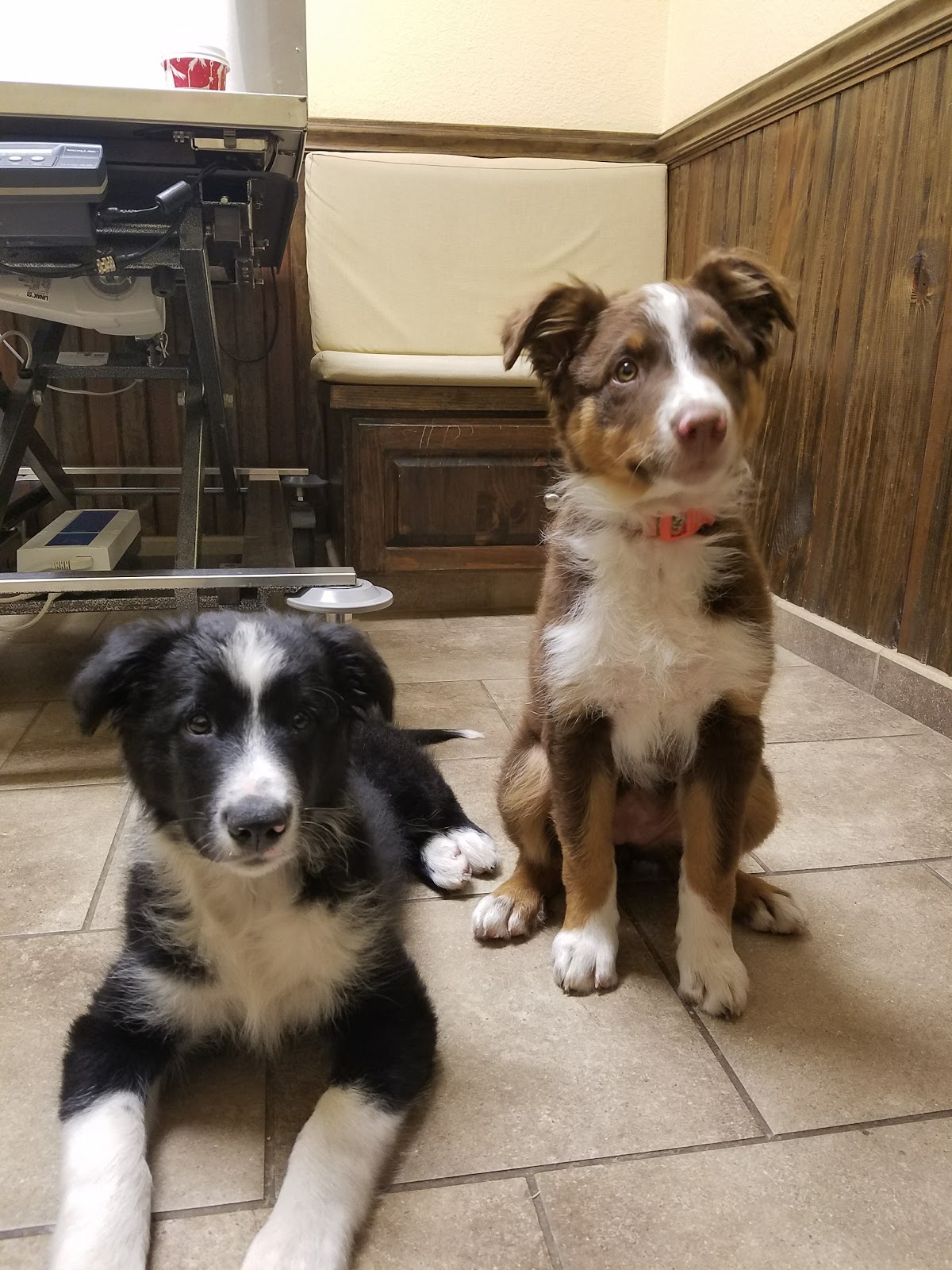 Kiehl Avenue Animal Clinic - Sherwood , United States