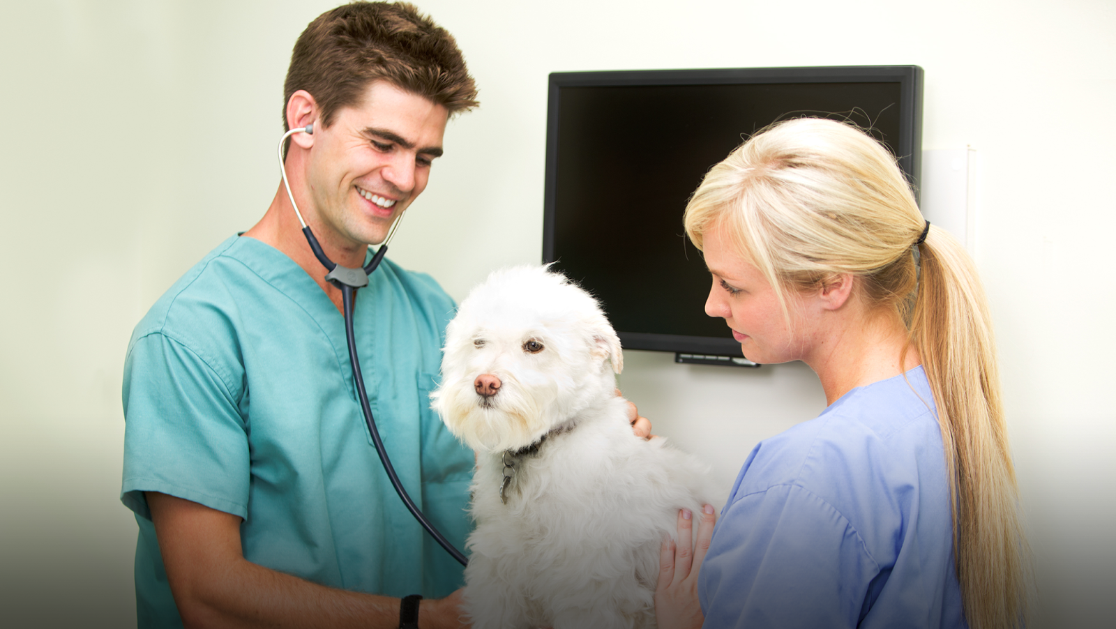 Cani Felis Veterinary Hospital - Saint-Hubert , Canada