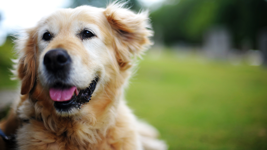 Nall Hills Animal Hospital - Overland Park , United States
