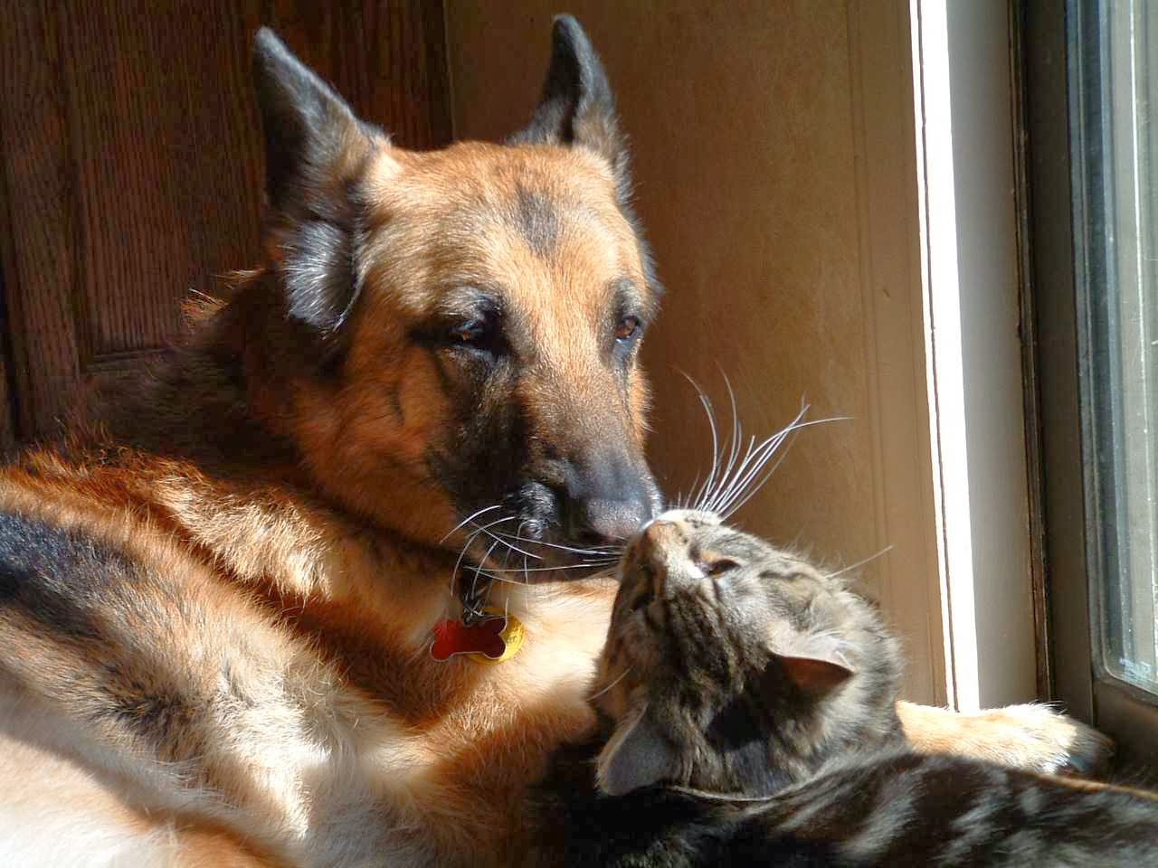 The Animal Hospital Of Carrboro - Carrboro , United States