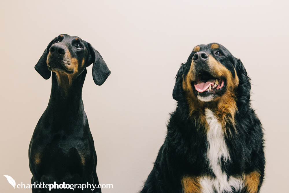 Baxter Veterinary Clinic - Tega Cay , United States