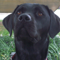Great Falls Animal Hospital - Great Falls , United States