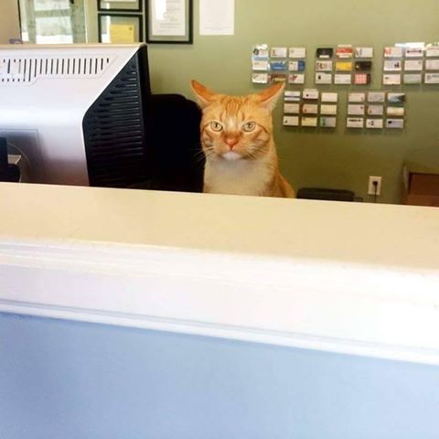 Redondo Veterinary Medical Center - Redondo Beach , United States