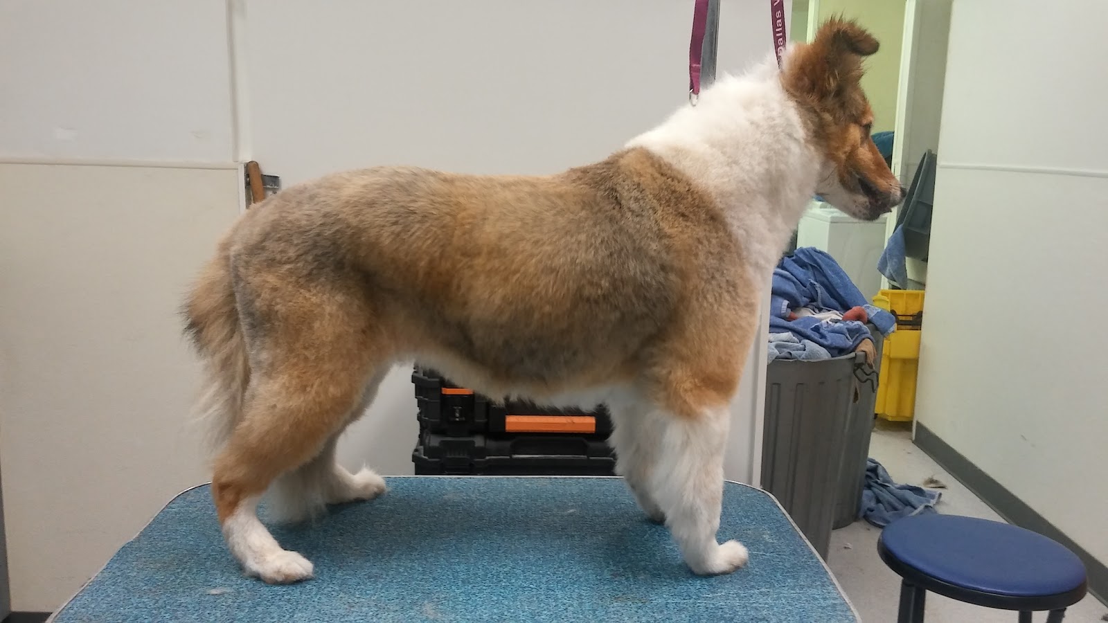 Dallas Veterinary Clinic - Dallas , United States