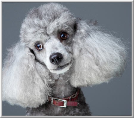 Abbott Animal Hospital - Rehoboth , United States