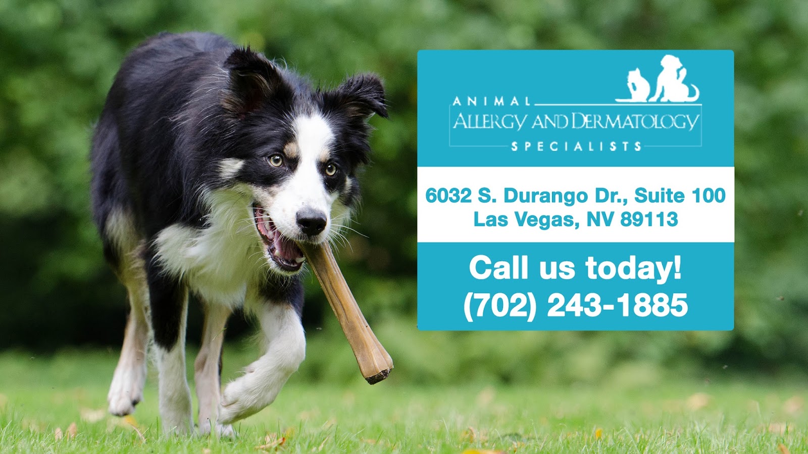 Animal Allergy And Dermatology Specialists - Las Vegas , United States