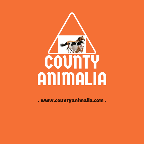 CountyAnimalia - Bwari , Nigeria