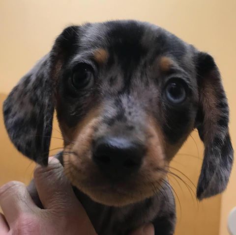 Mc Adory Veterinary Associates: Parsons Susan Dvm - McCalla , United States